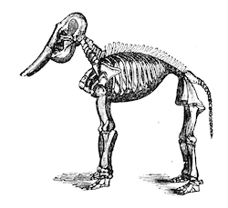 mammoth skeleton