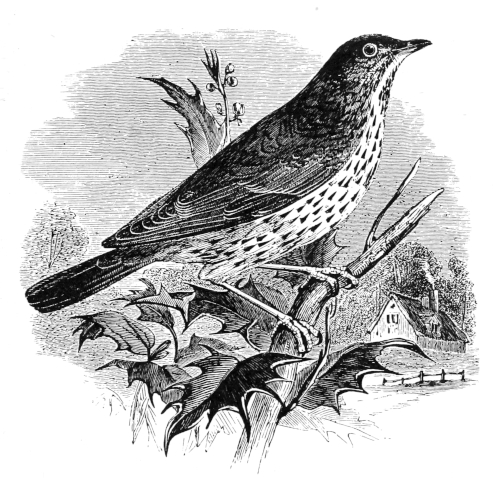 The Song-Thrush