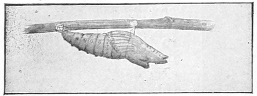Chrysalis