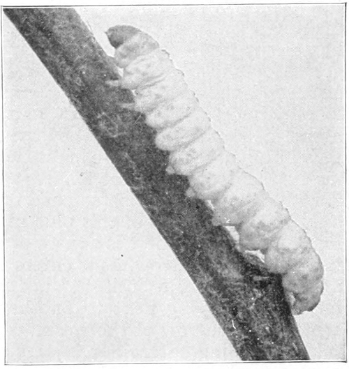 Codling moth larva