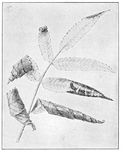Leaf-rollers