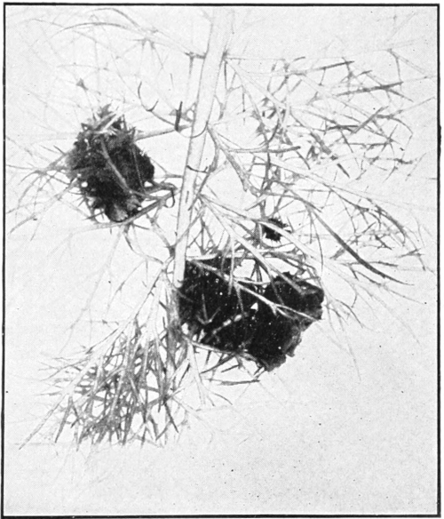 Caddis-worms