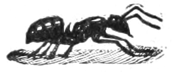 Ant