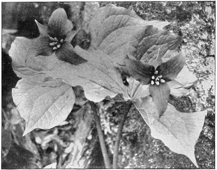 Purple trillium