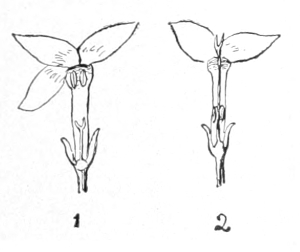 Bluet blossom