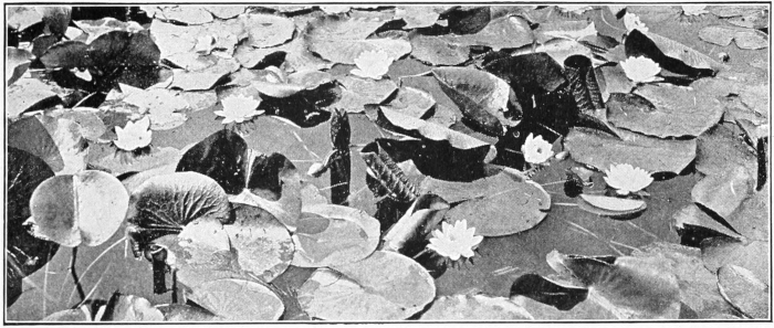 Water lilies
