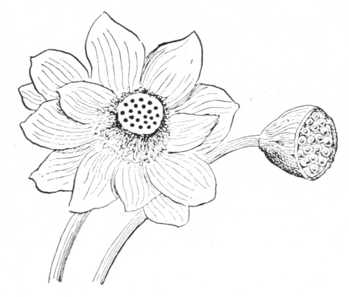 Lotus flower