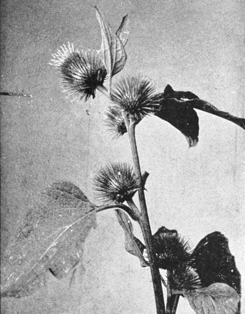Burdock blossoming