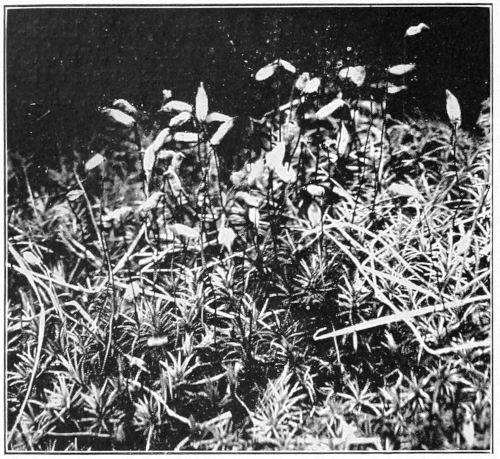 Hair-cap moss