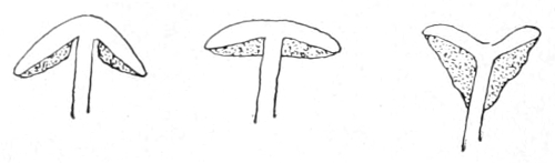 Gills