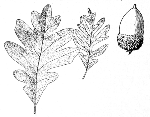 White oak leaves