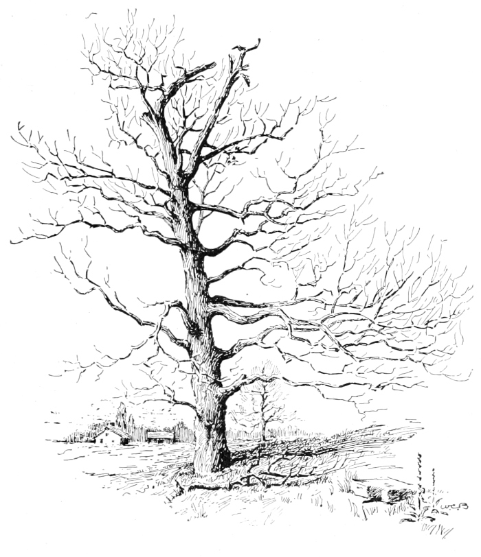 White oak