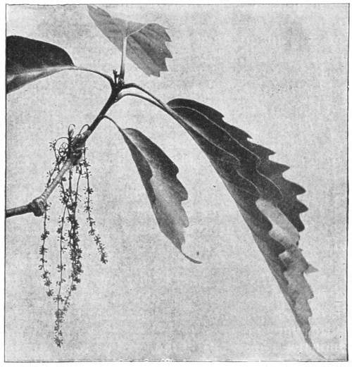 Chestnut oak blossoms