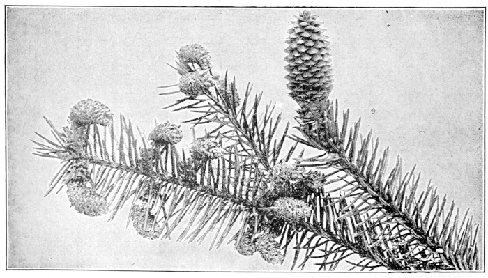 Norway spruce