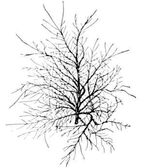 Fig. 158.—Winter spray
of elm.