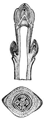 Figs. 161, 162.</span>—Buds
of maple: 161, vertical
section of a twig; 162,
cross section through
bud, showing folded
leaves in center and scales
surrounding them.